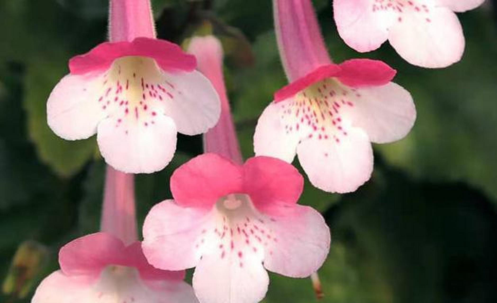 苦苣苔长筒花养殖方法图片