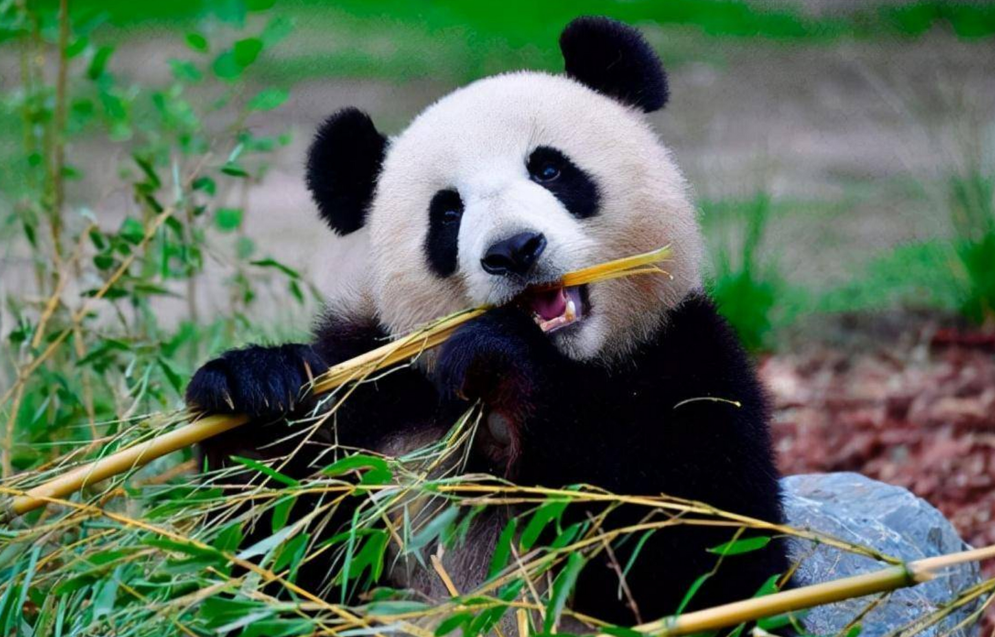 成都作为中国四川省的省会城市,被誉为熊猫的故乡,与熊猫有着深厚的