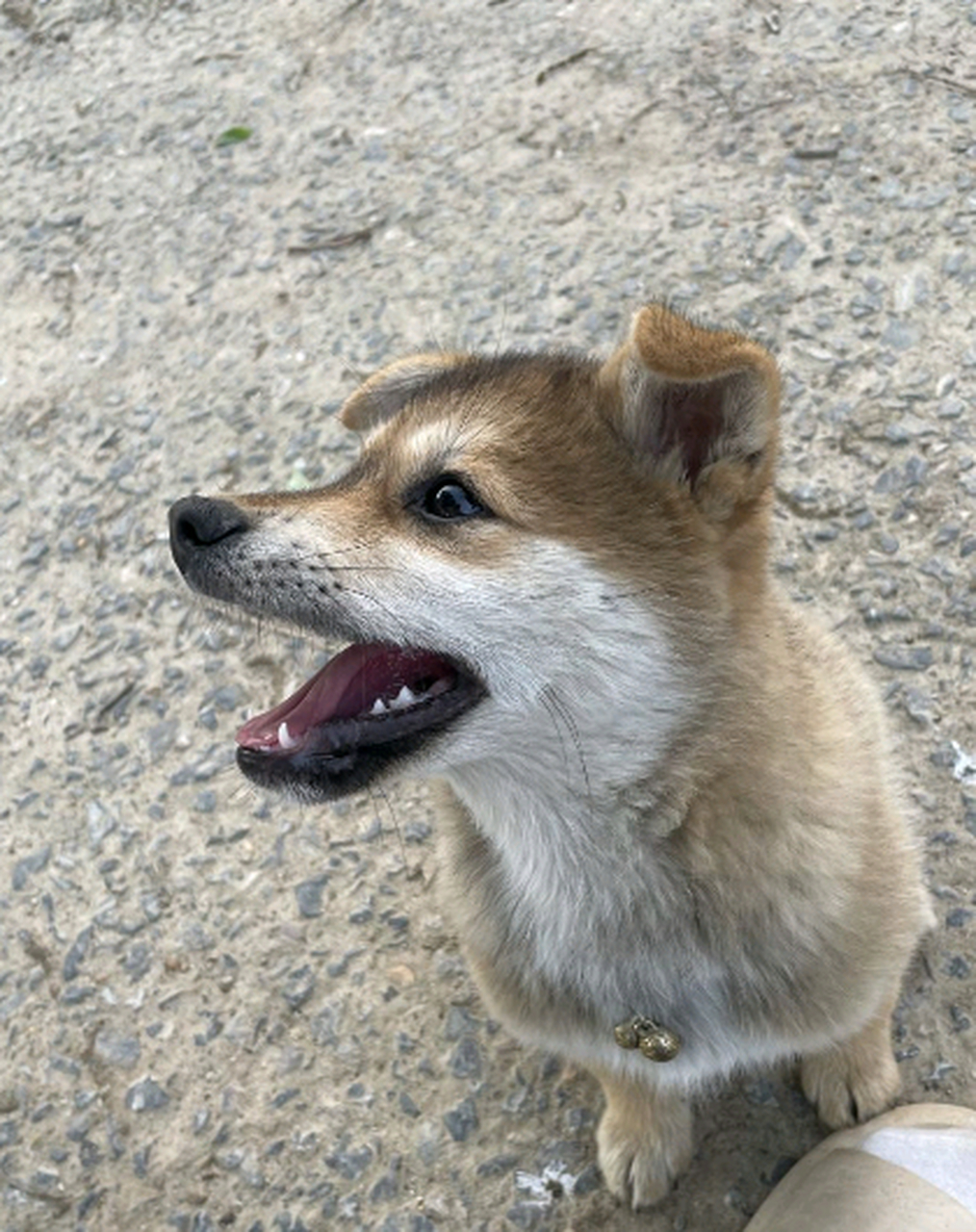 喜欢咬人裤子的小狗,颜值还挺高的呢