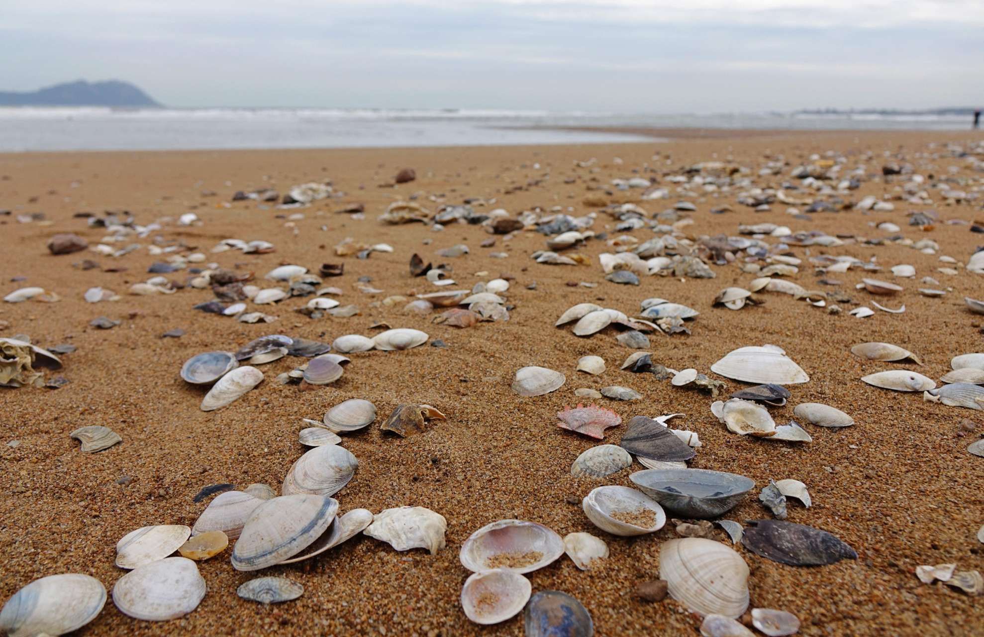 山东青岛海滨落潮 灵山湾海滩现大量贝壳