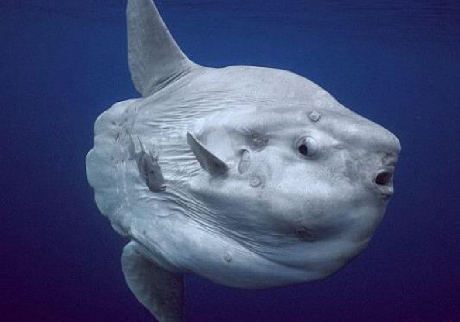 每天陪孩子一起瞧动物 名称:翻车鱼 别名:翻车鲀,头