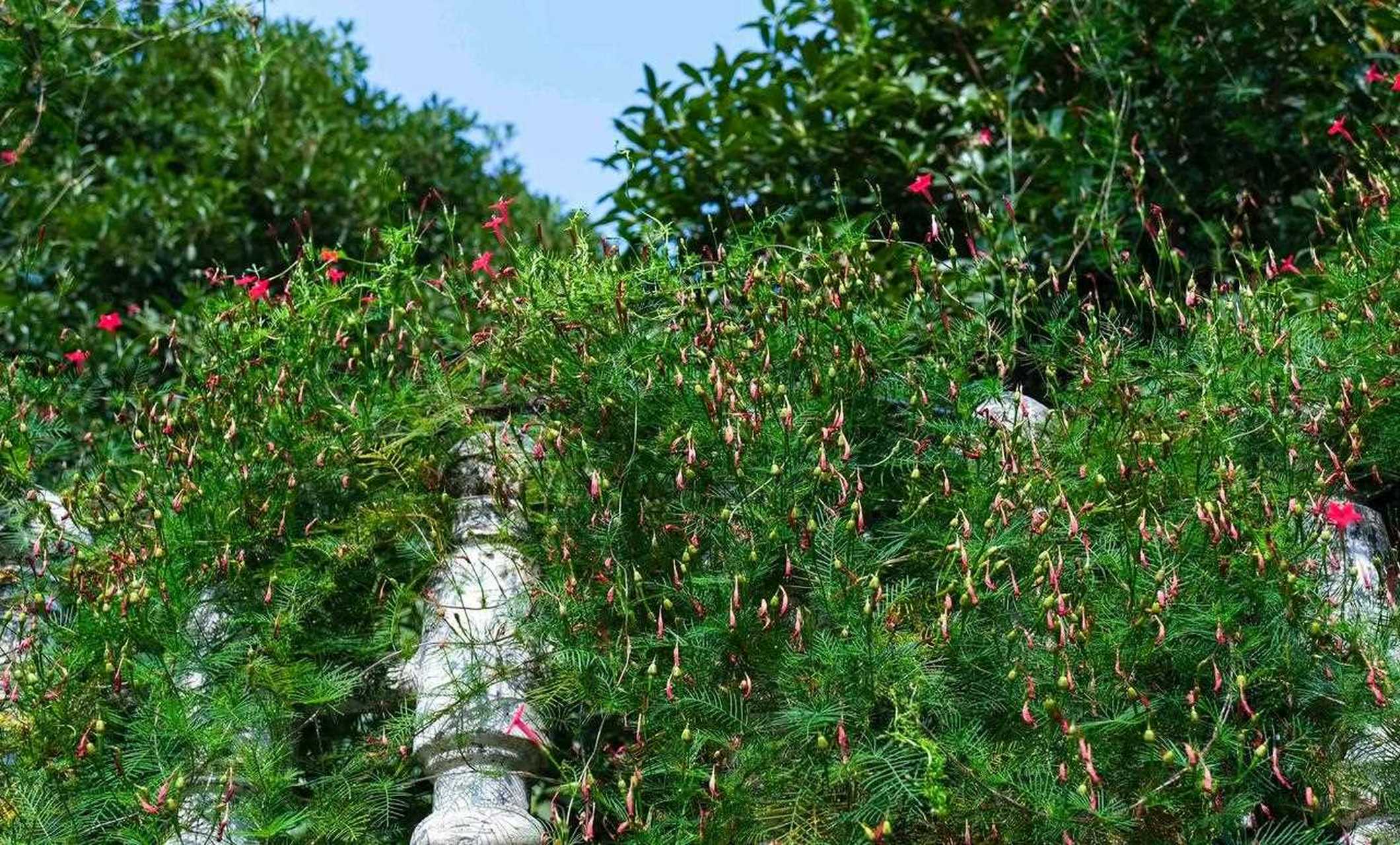 羽叶莺萝花语图片