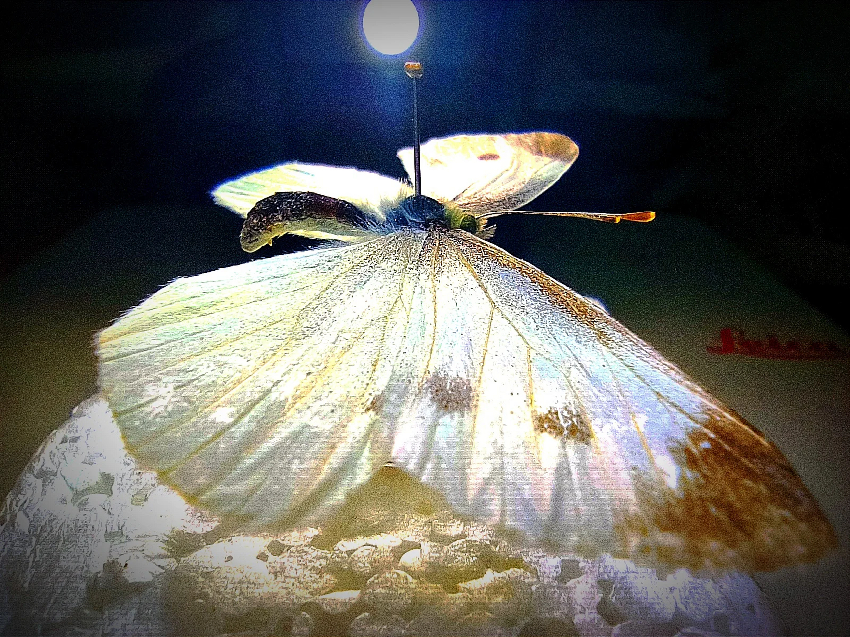 "  鳞翅目,粉蝶科 触角棒状,虹吸式口器,前,后翅a脉分别为1,2条;爪具