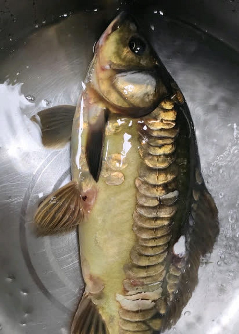 这是什么鱼? 它的鳞片是如此之大.[抠鼻]