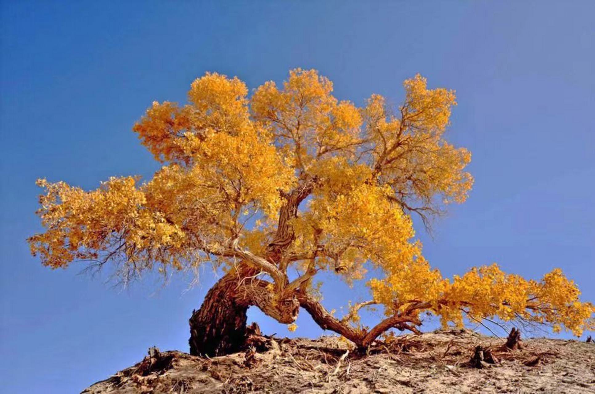 九月动态激励计划# 敦煌莫高窟的守护神——敦煌西湖湿地胡杨林 敦煌