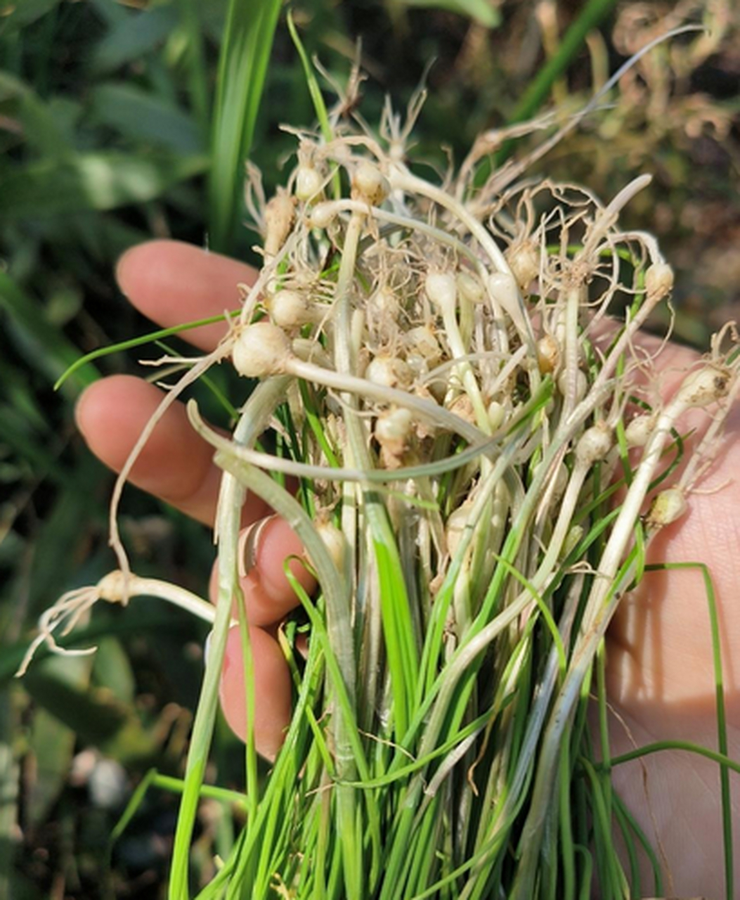 野生洋葱比家养洋葱更好闻