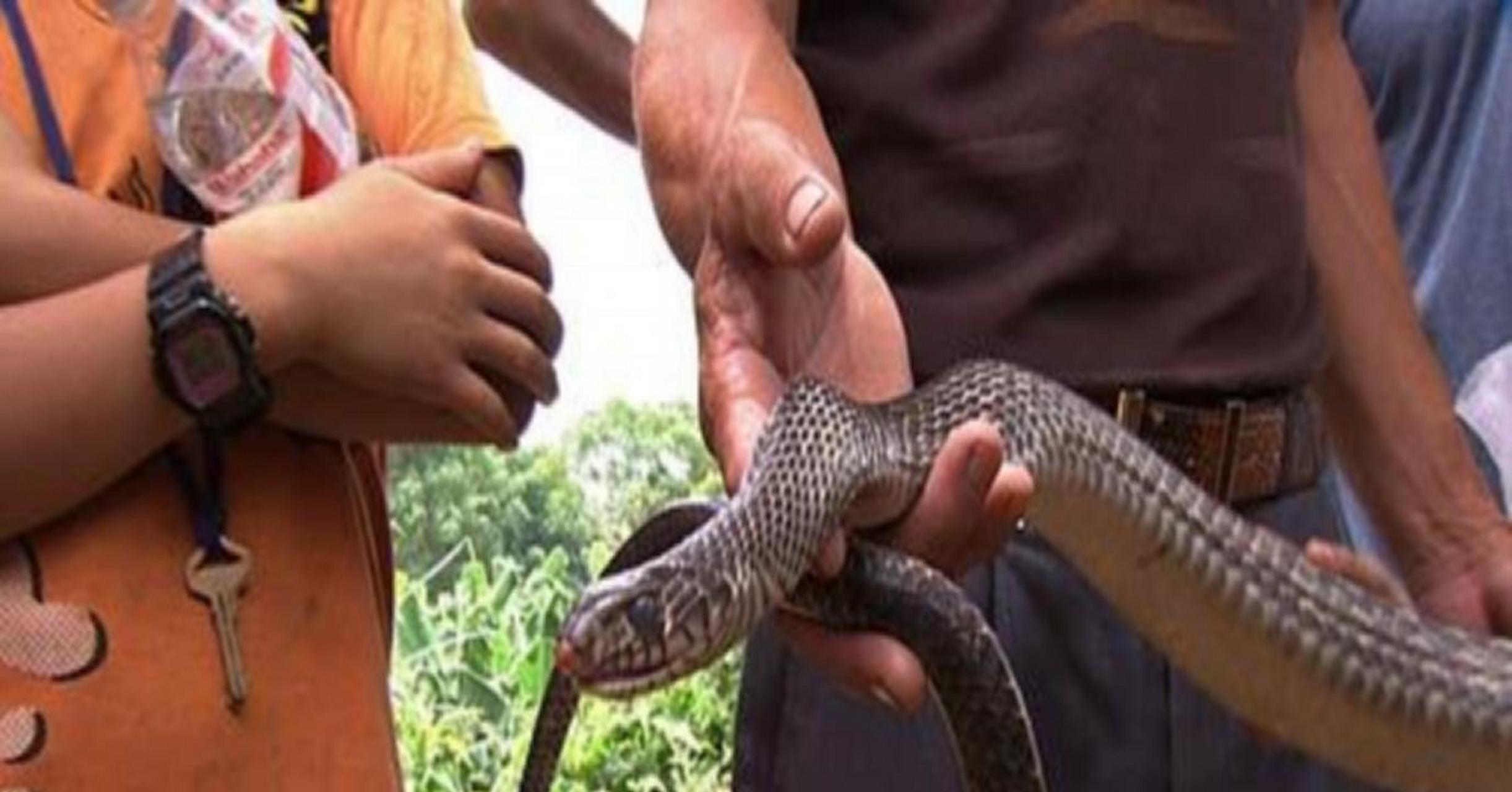 "2011年,一青年被五步蛇咬伤,"蛇王"鲁成贵胸有成竹地安慰道.