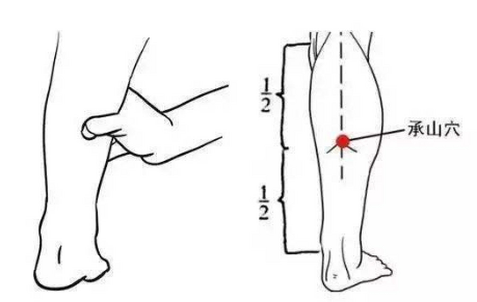 【祛湿不可忽视的穴位:承山穴 承山穴,在小腿肚子下方正中,这里
