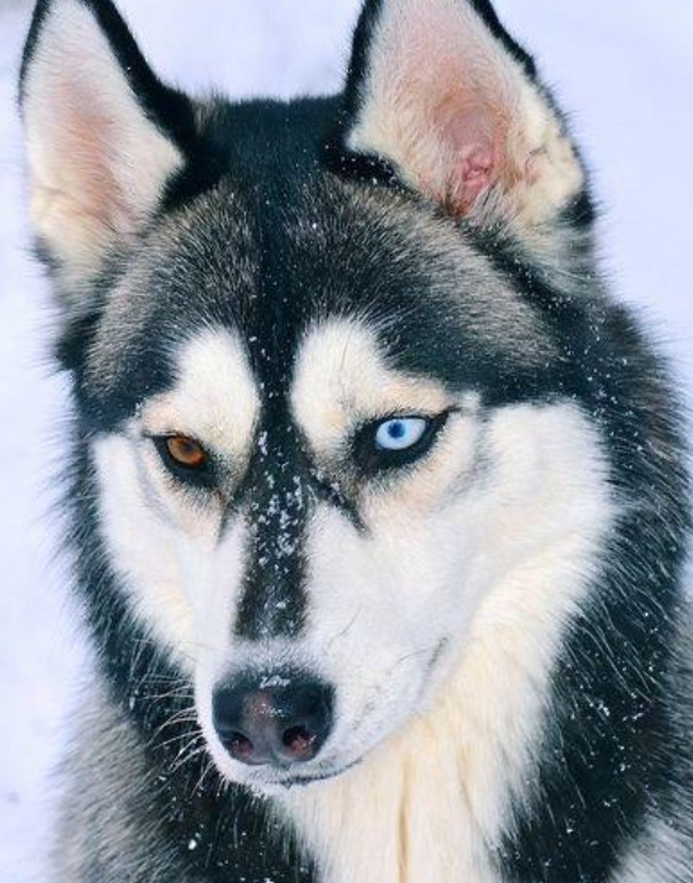 异瞳孔颜色的哈士奇!