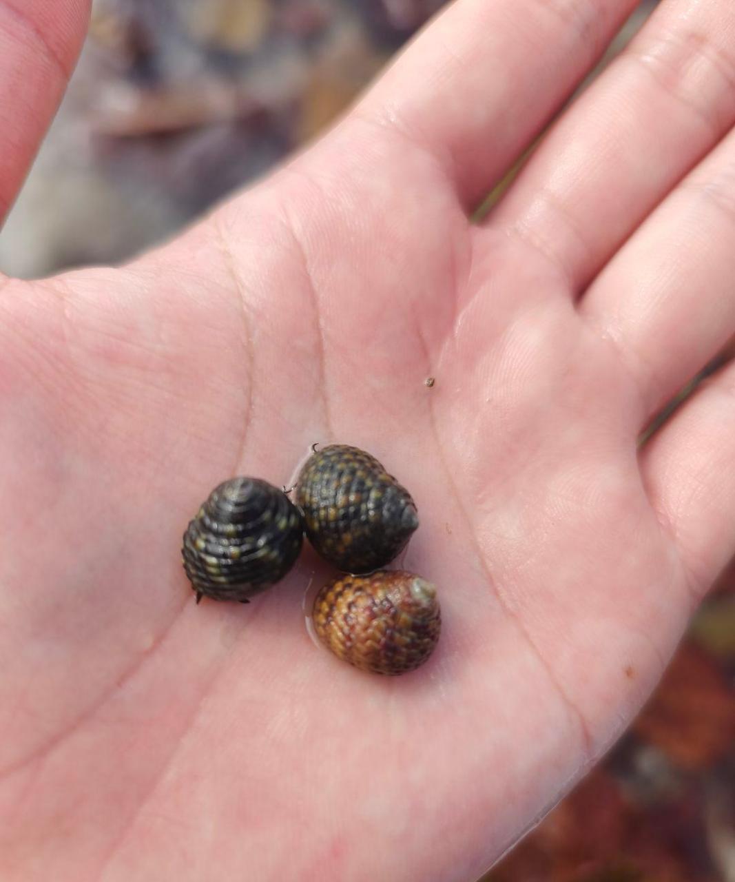 在海边捡的,很多,这些螺叫什么螺?  能不能吃啊 #搞笑趣味图