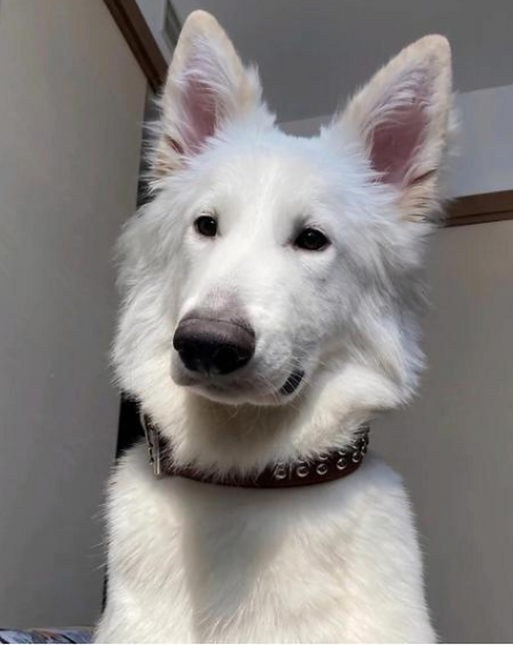 哇,第一次见白色德牧,长得真帅啊.