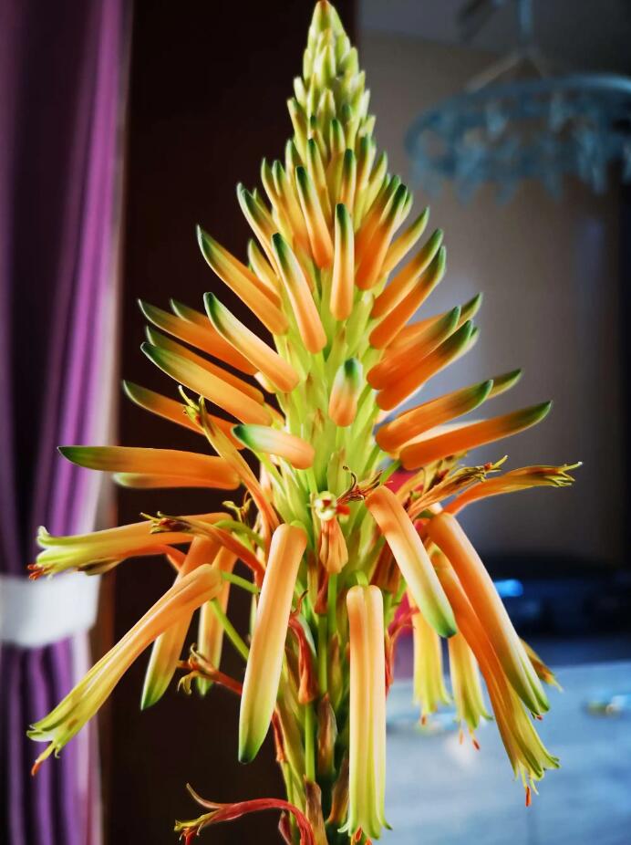 芦荟,是一种常见的多肉植物,它通常被用于药用和美容目的,而不是为了