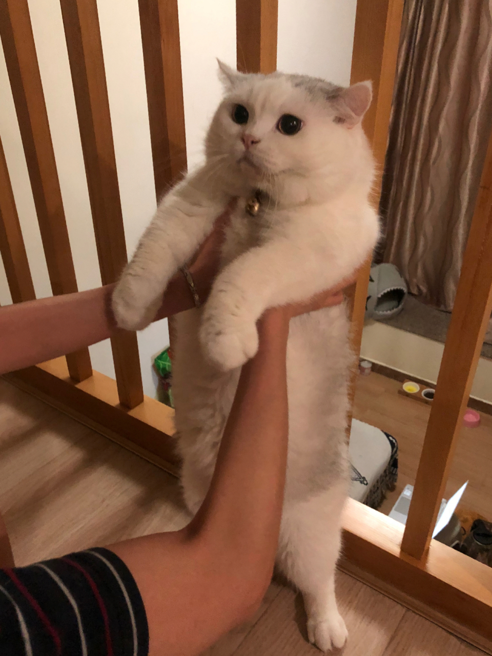 捞妹在减肥的路上,慢慢迷失自我了 我每天定时定量给猫粮,但他呢一饿