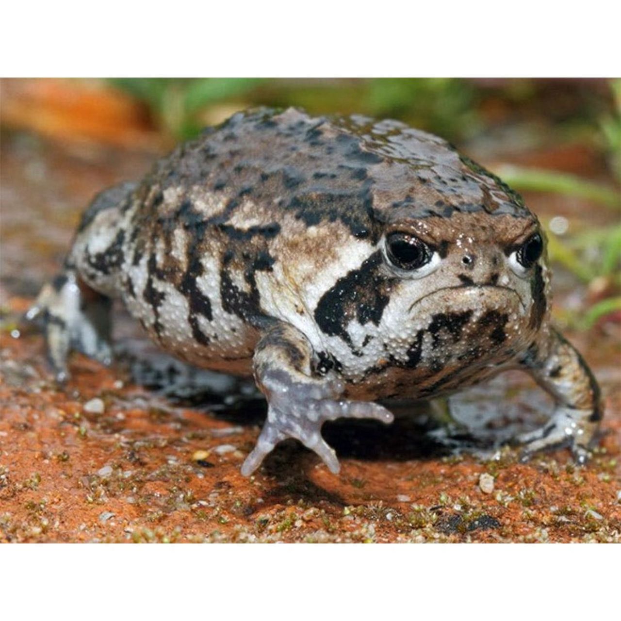 这只蛙自带不高兴表情,叫起来是"咿呀～咿呀" 这只