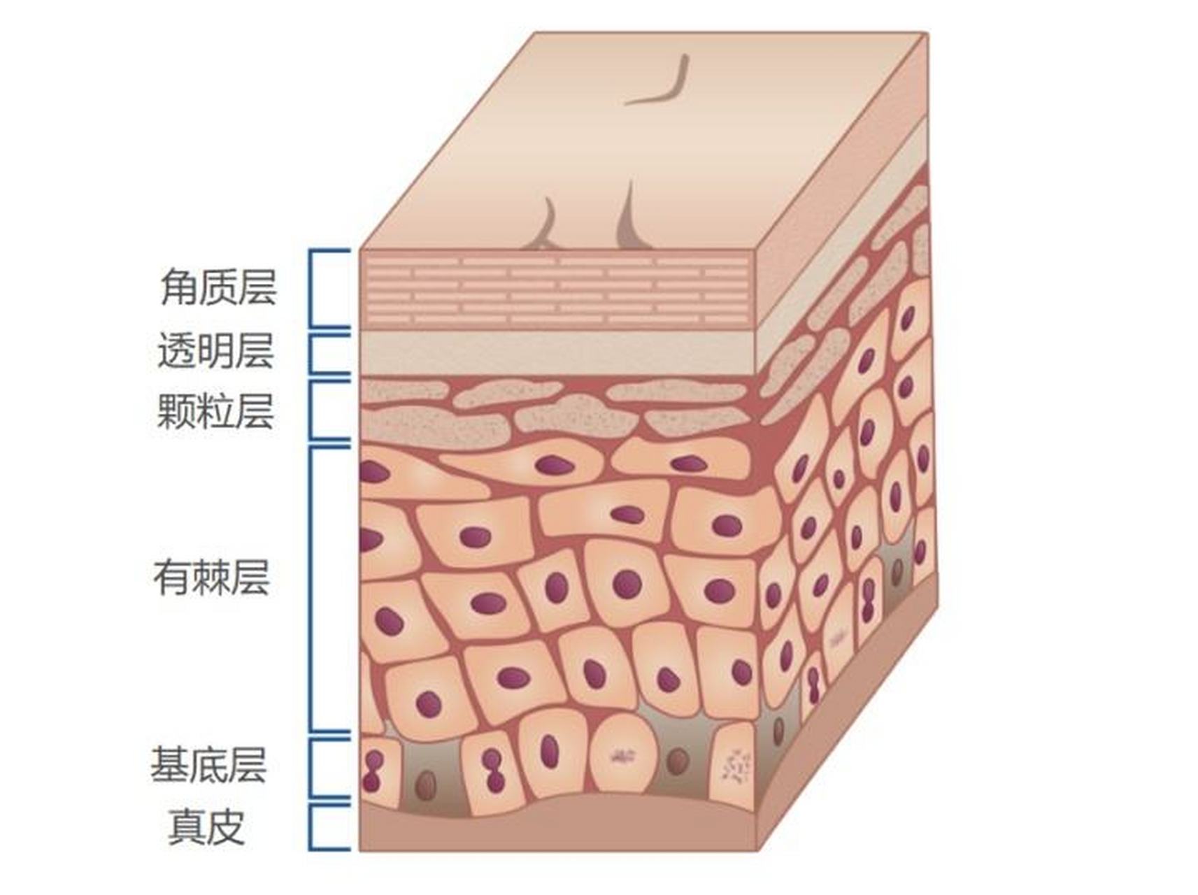 皮肤结构有表皮,真皮,皮下组织.