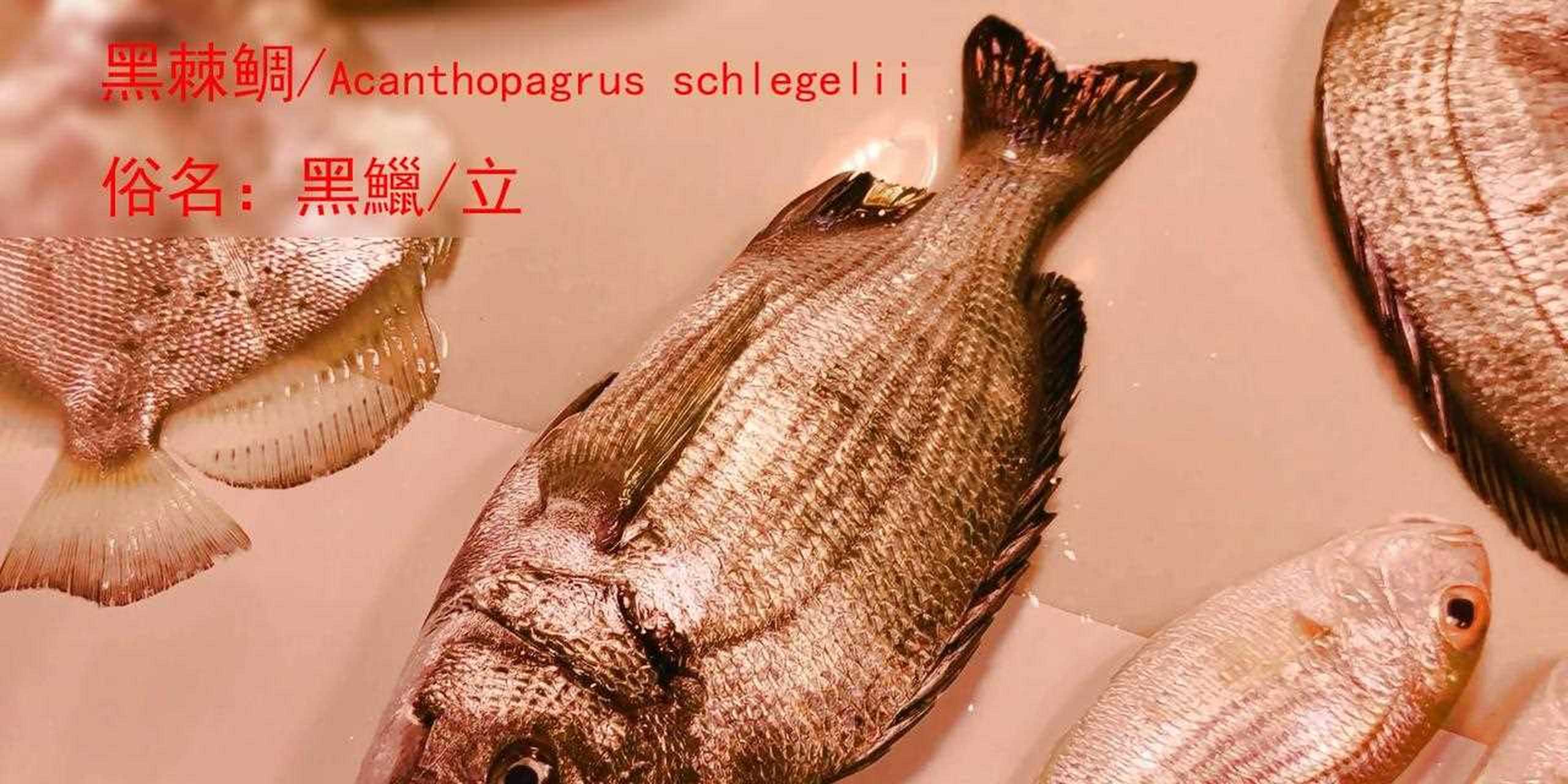 市场博物:湛江遂溪城内市场