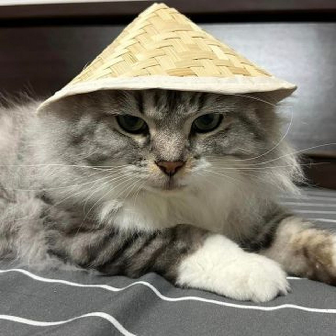 戴上斗笠的猫子,网友说像是鳌拜,你们觉得呢.