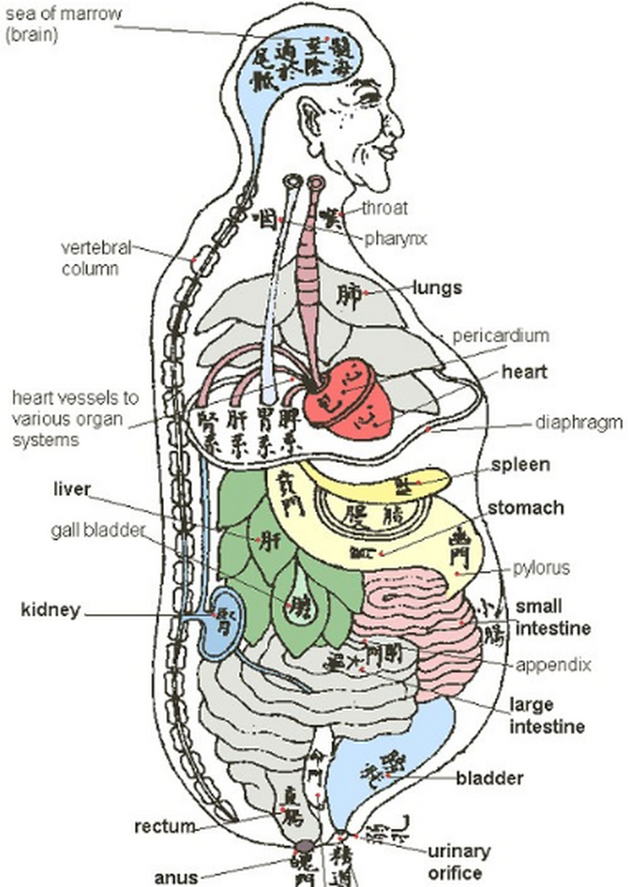 人体五脏在什么位置 1,心—五脏之一,位于胸中,两肺之间,膈膜之
