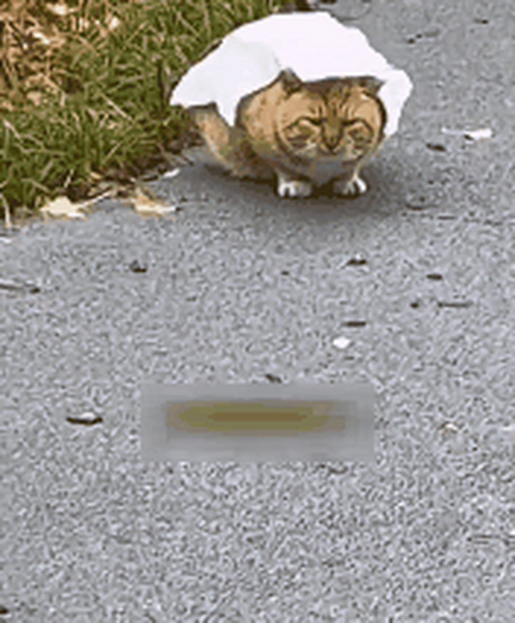 路上遇到流浪猫正在淋雨,女孩用纸巾耐心擦干,顺便搞了个简易版雨衣