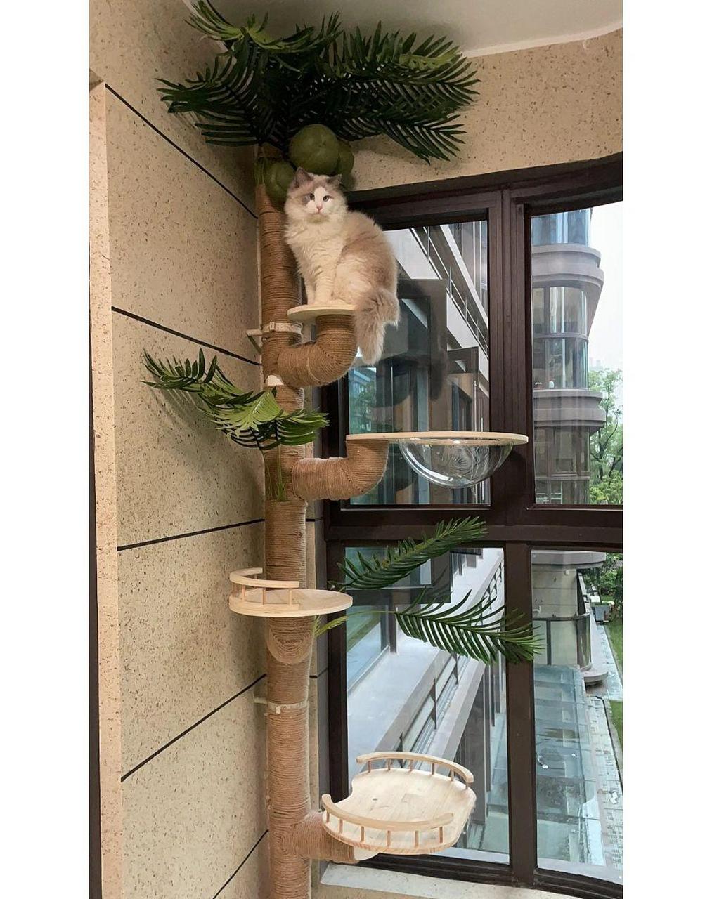 下水管改造猫爬架成功 这个月一放假就在干这个事,如果下水管没有丑的