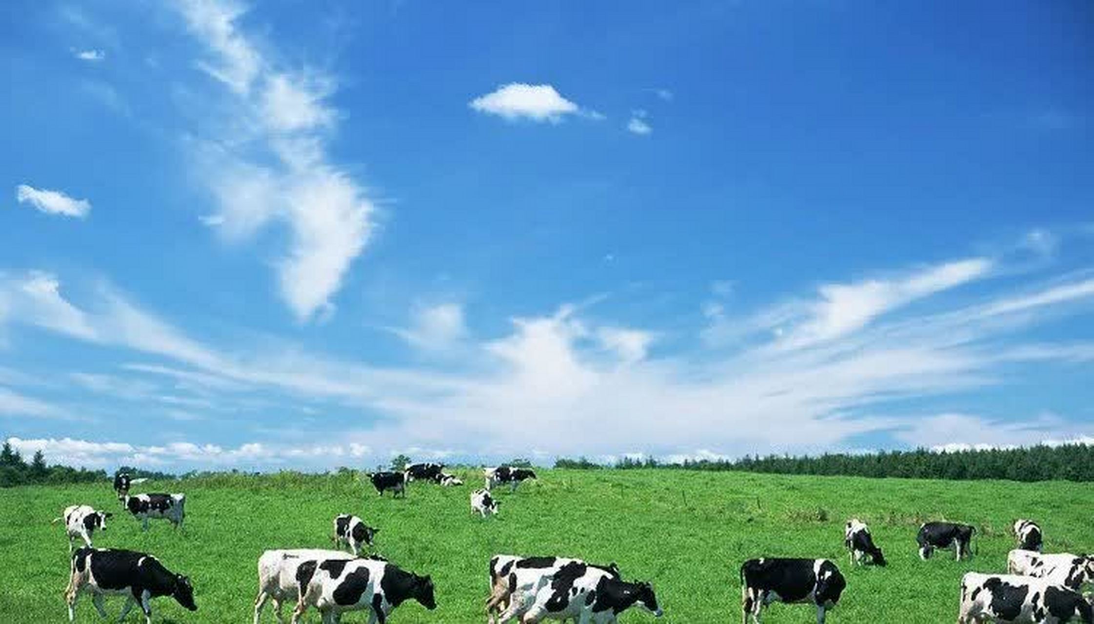 科尔沁大草原,绿色的原野,阳光明媚的风,清新的空气,成群的牛羊.