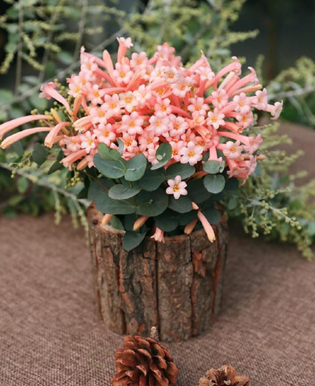 垂筒花,垂筒花! 冬日盛放的小可爱,过年也在开花的球根植物.