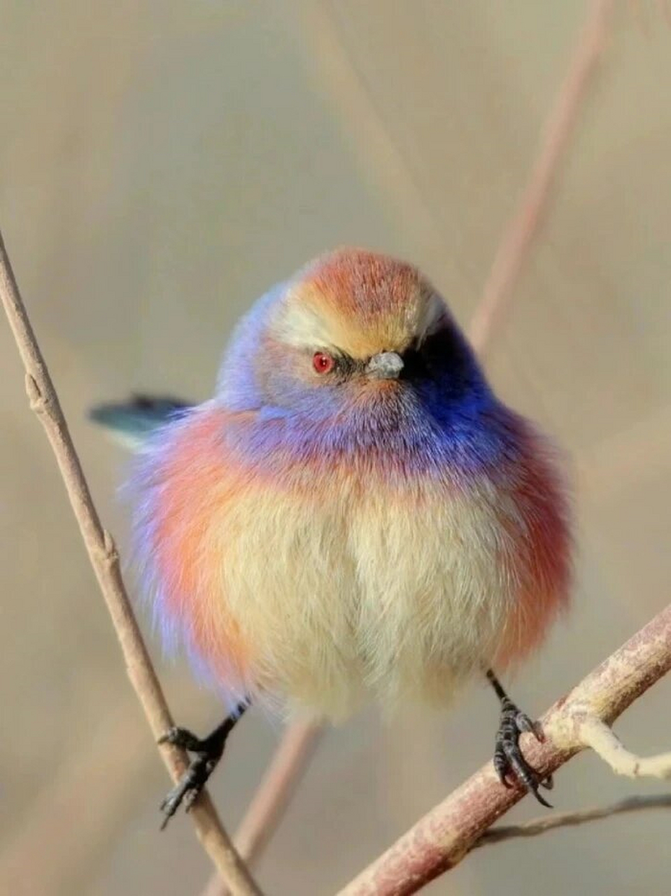 每天认识一种有趣动物|花彩雀莺  花彩雀莺,也被称为"彩色的肥啾",是