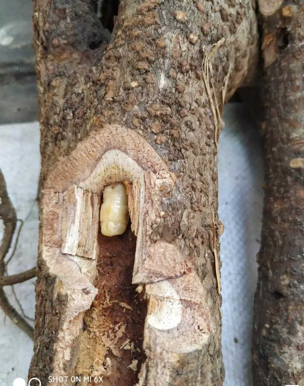 这样树子里面的白色虫子,卖100元两条买来吃,有吃过的同学吗?