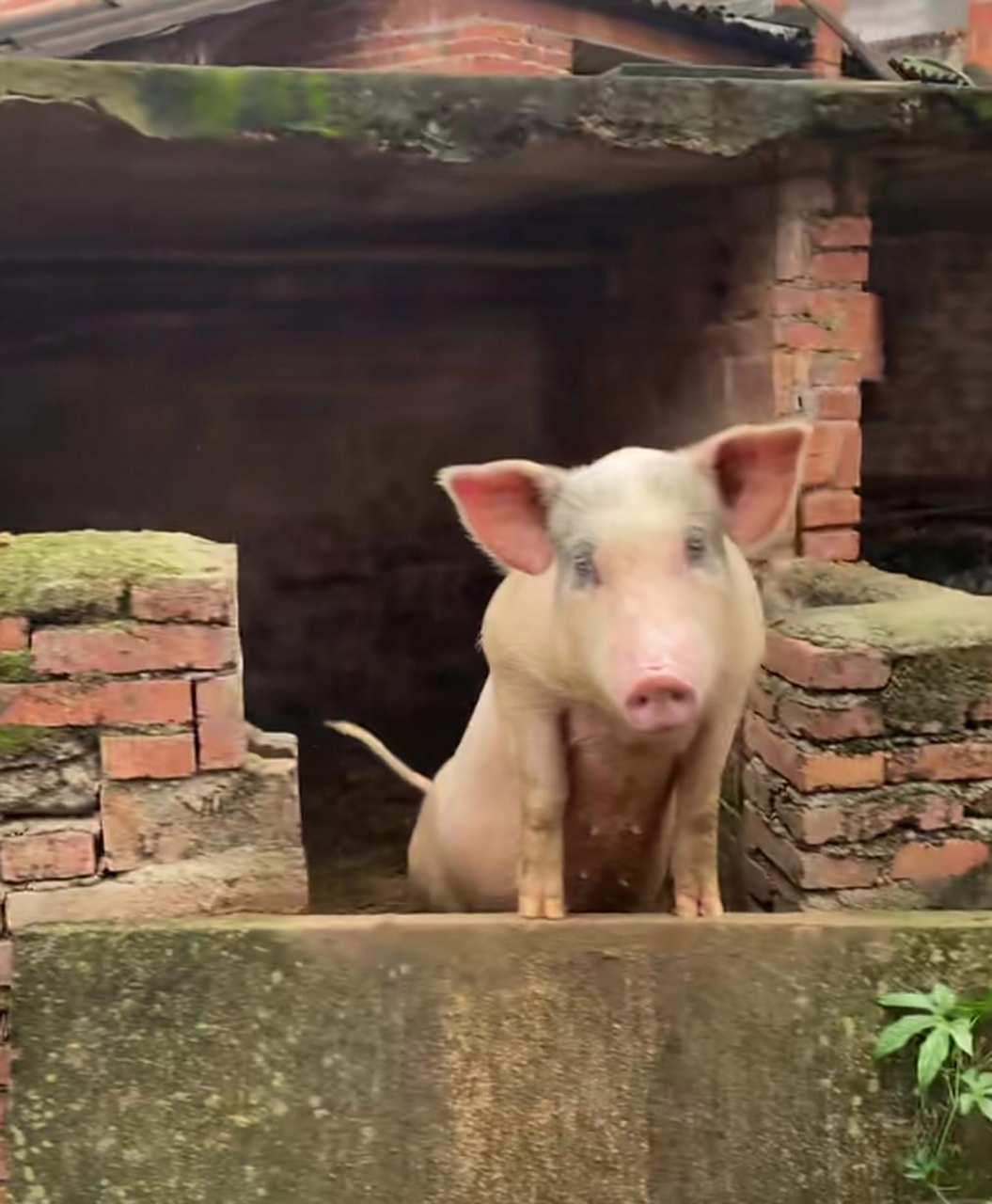 真好路过看到,这头猪是不是要逃跑?