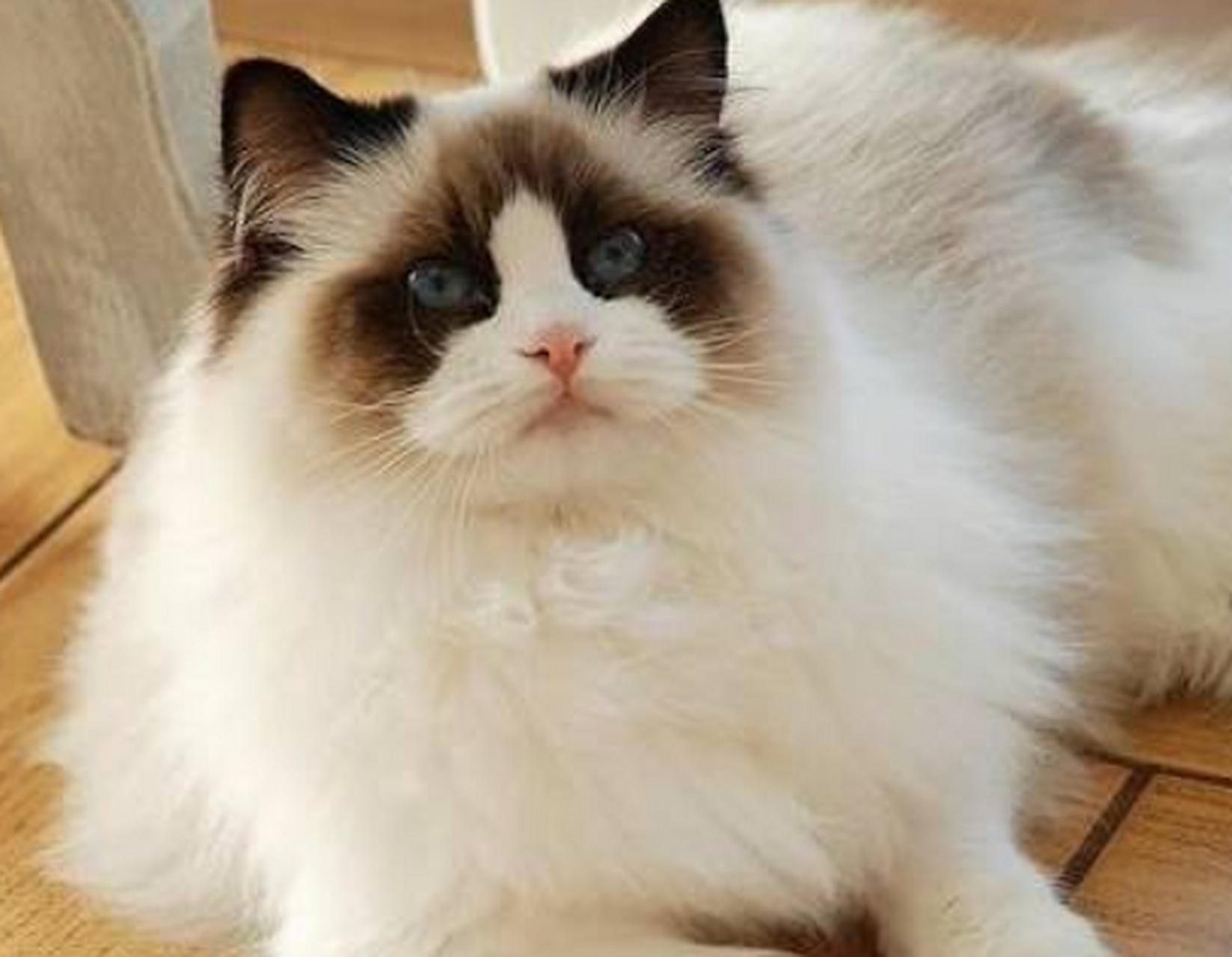 长相第一可爱的"布偶猫"被誉为"行走的香奈儿"