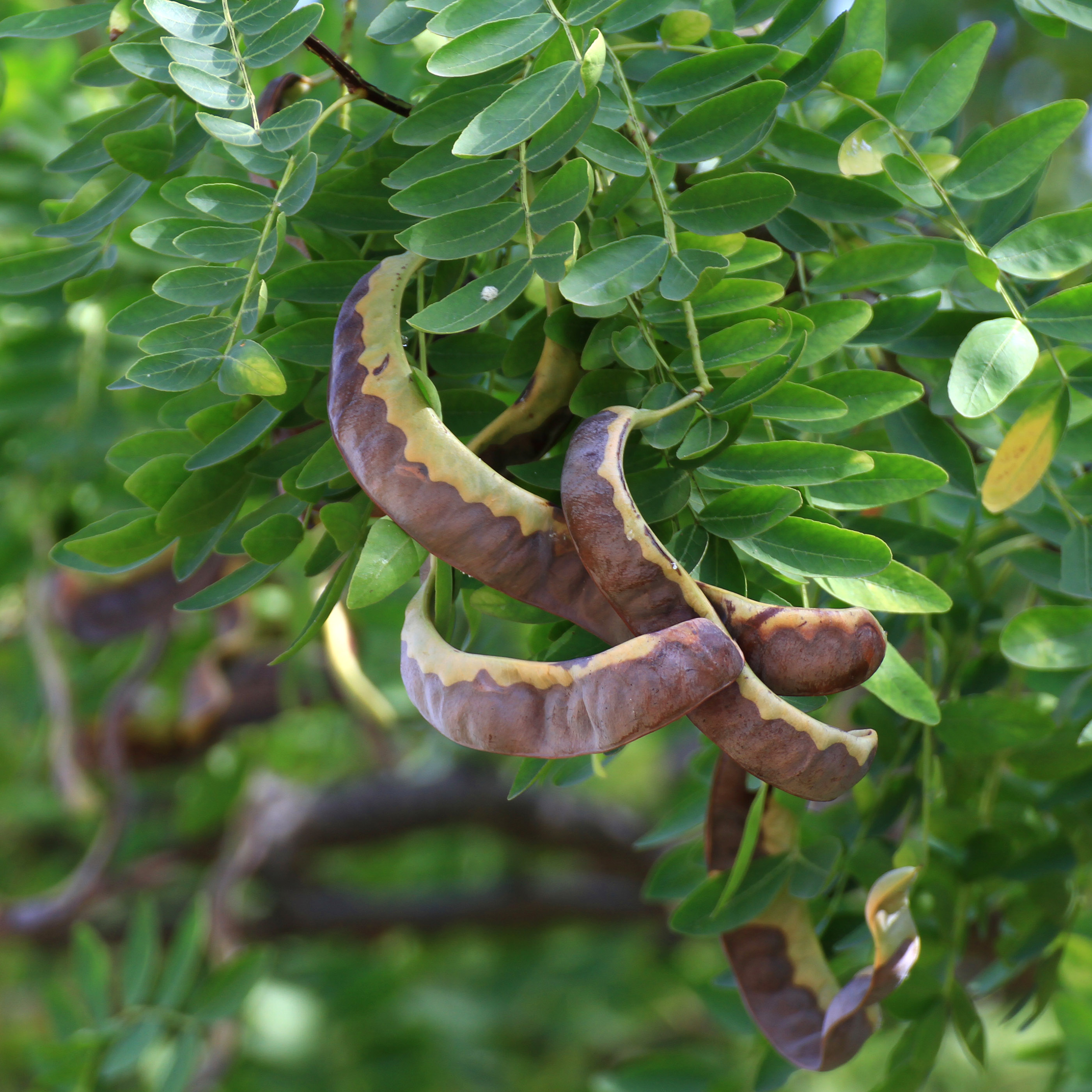 山皂荚,古人用来洗衣服的植物