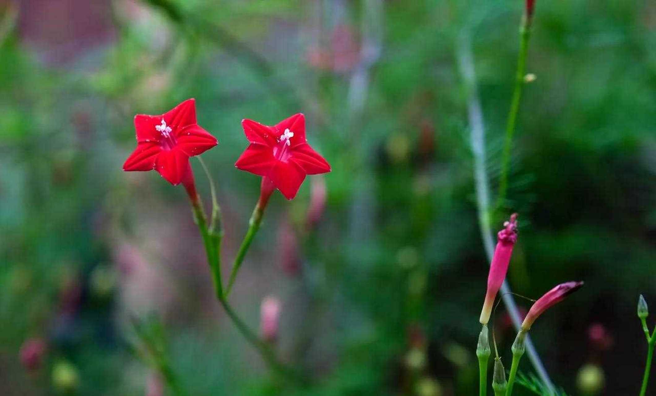 羽叶莺萝花语图片