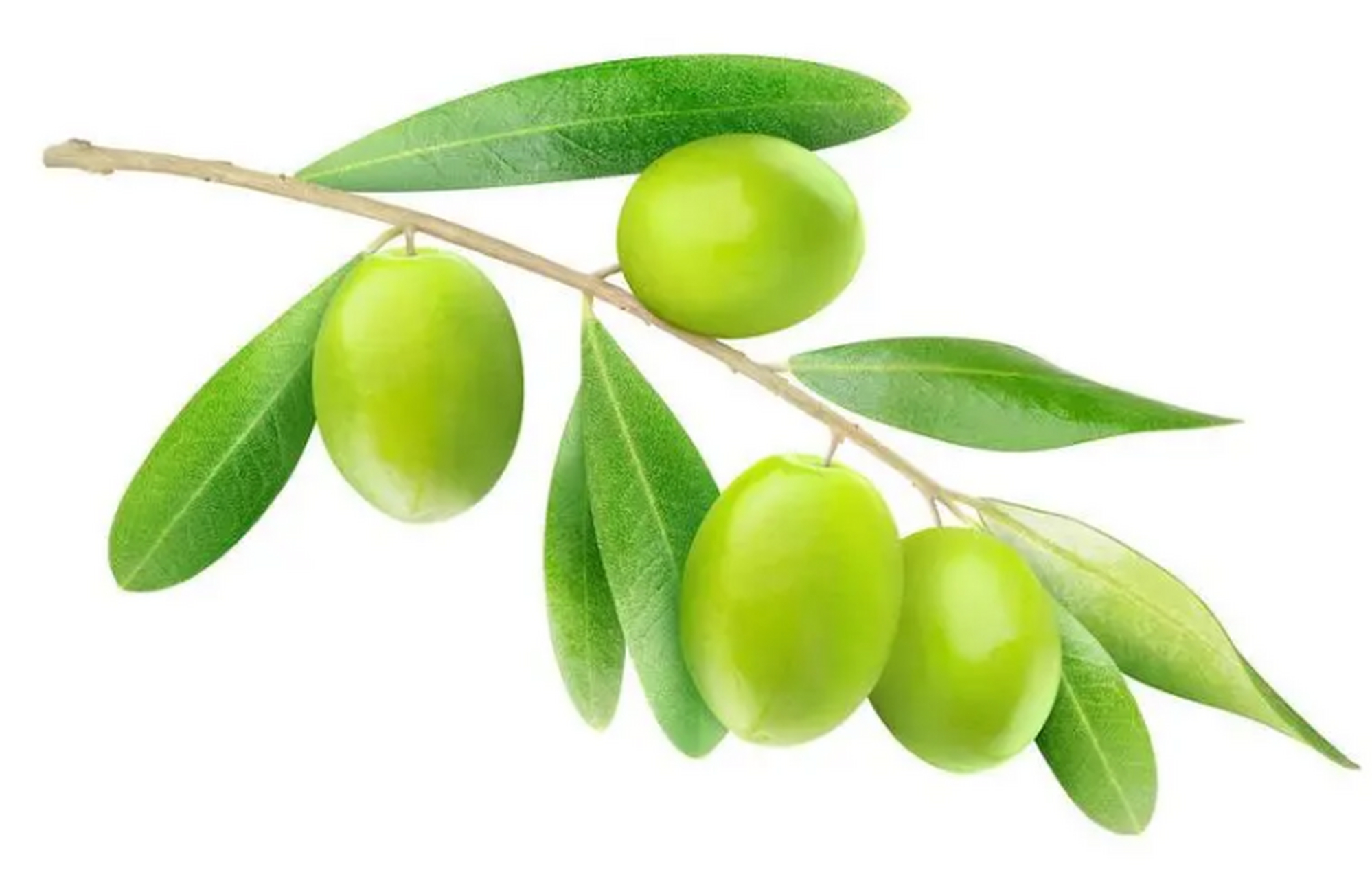 橄榄果是植物橄榄树的果实,因为这种植物果实外表为青绿色而被人们称