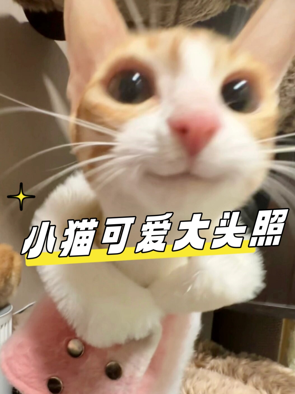 好可爱啊 看到这些你是不是想要换头像