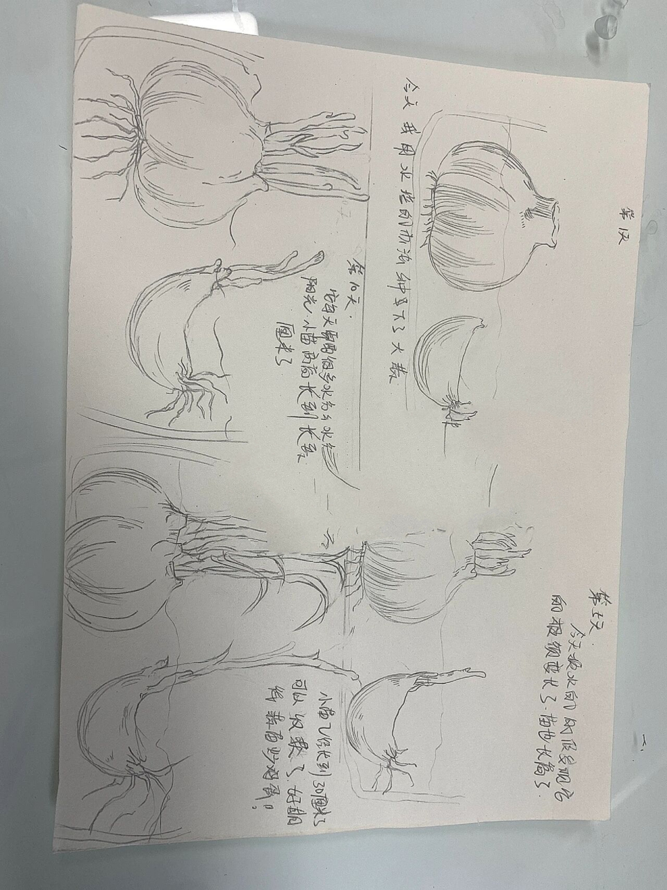 大蒜的生长记录图	第一天 第五天 第十天  第十五天