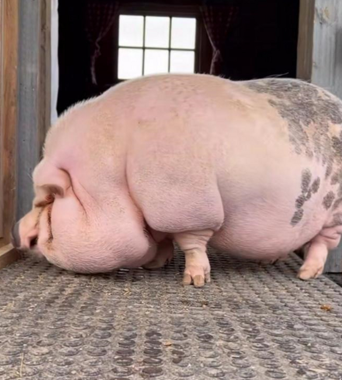 世界上最胖的猪图片图片