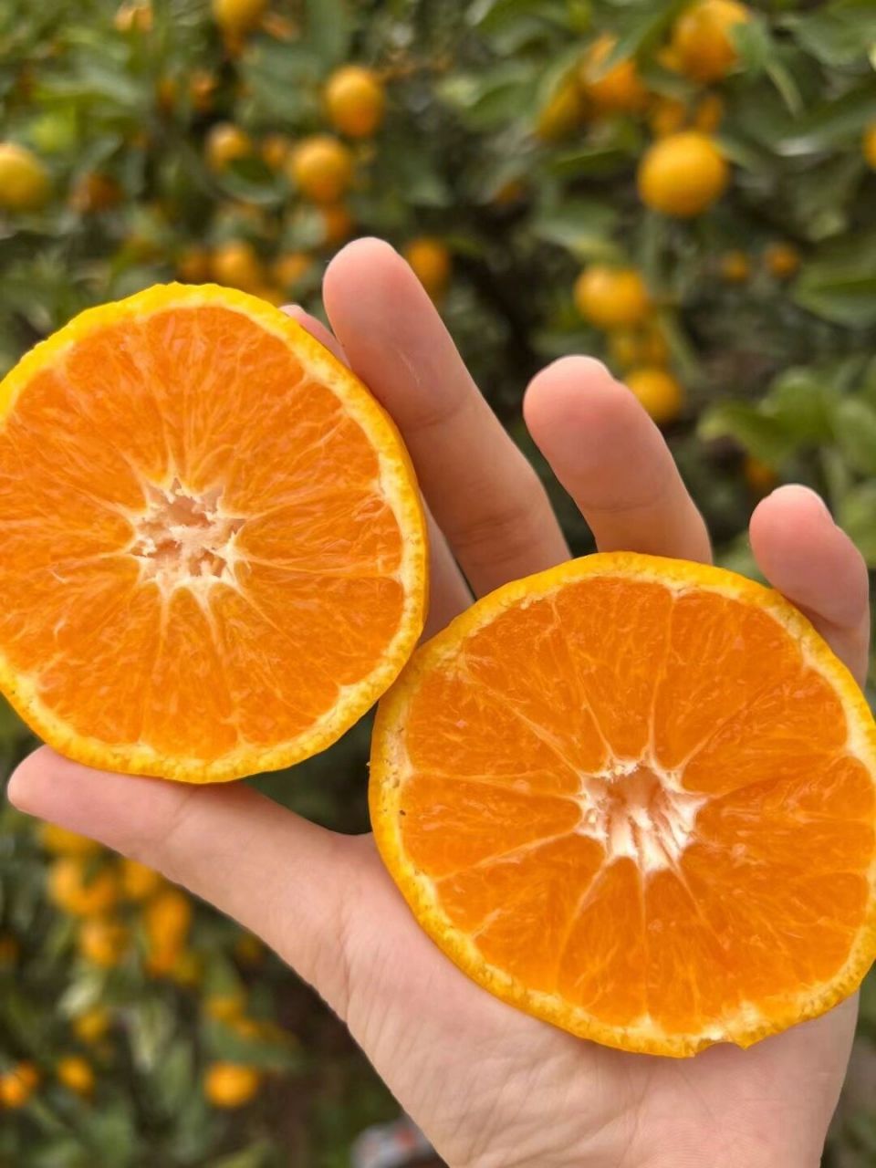 咱们这个橘子是不打药不催红的正宗宜昌蜜桔,是全国农产品地理性标志