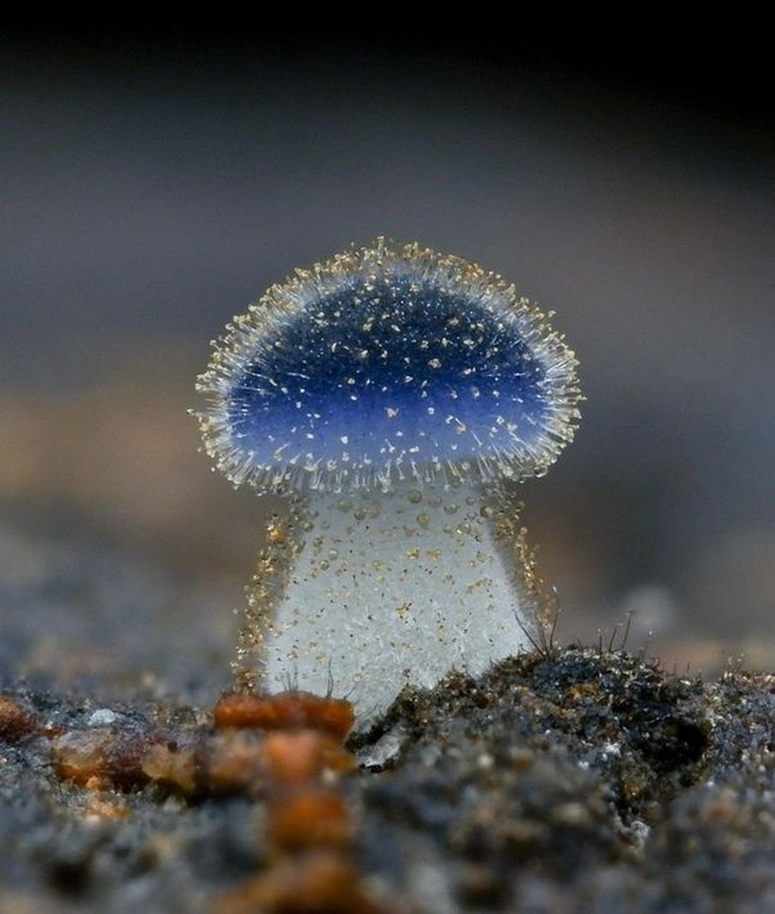 世界上最小的蘑菇图片