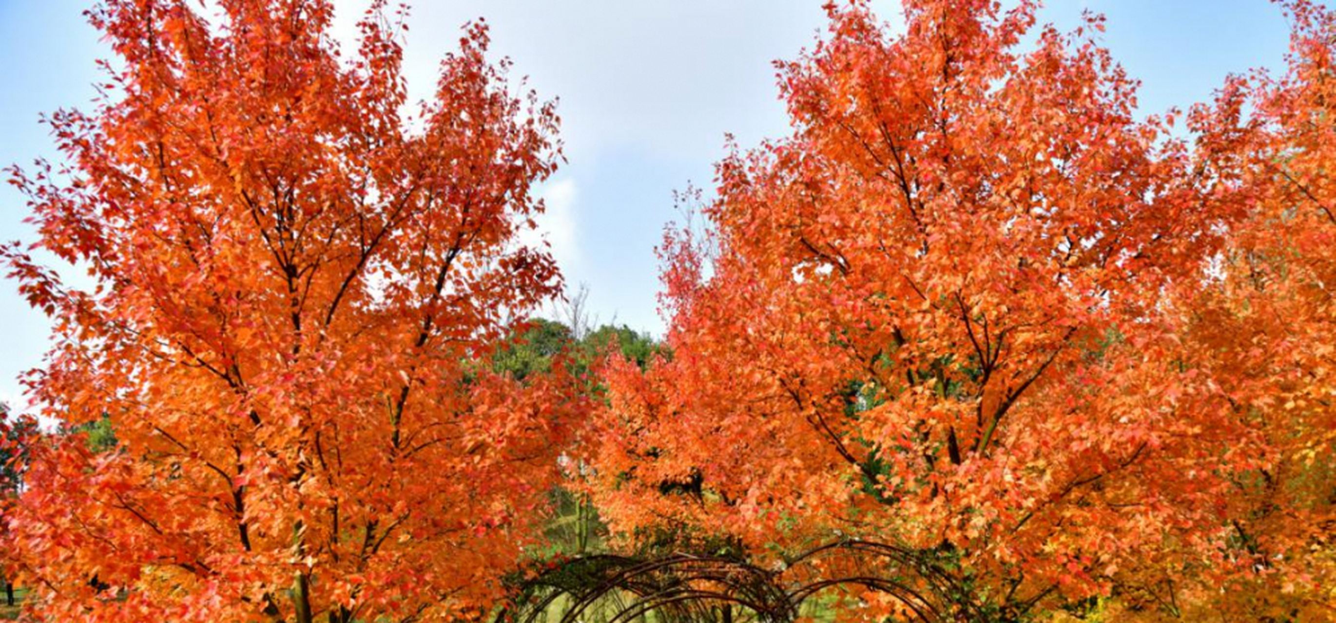 树叶纷纷扬扬,彩叶落地成毯.