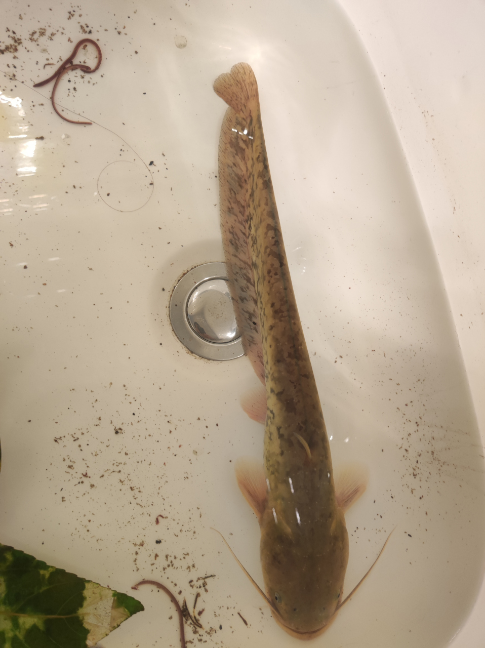 我钓的土鲶鱼,你看像不像?