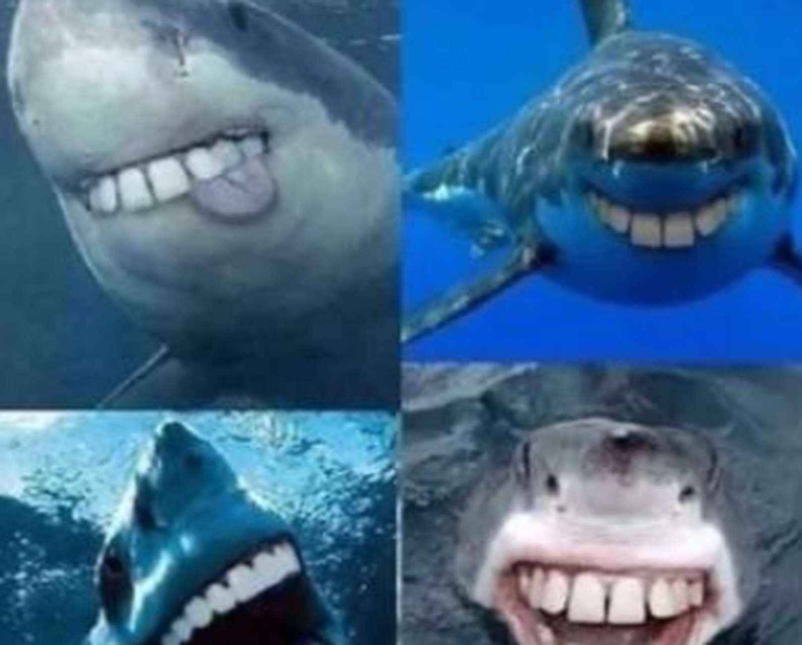 如果鲨鱼的牙齿不是尖的,那么是不是也不叫鲨鱼了.#鲨鱼