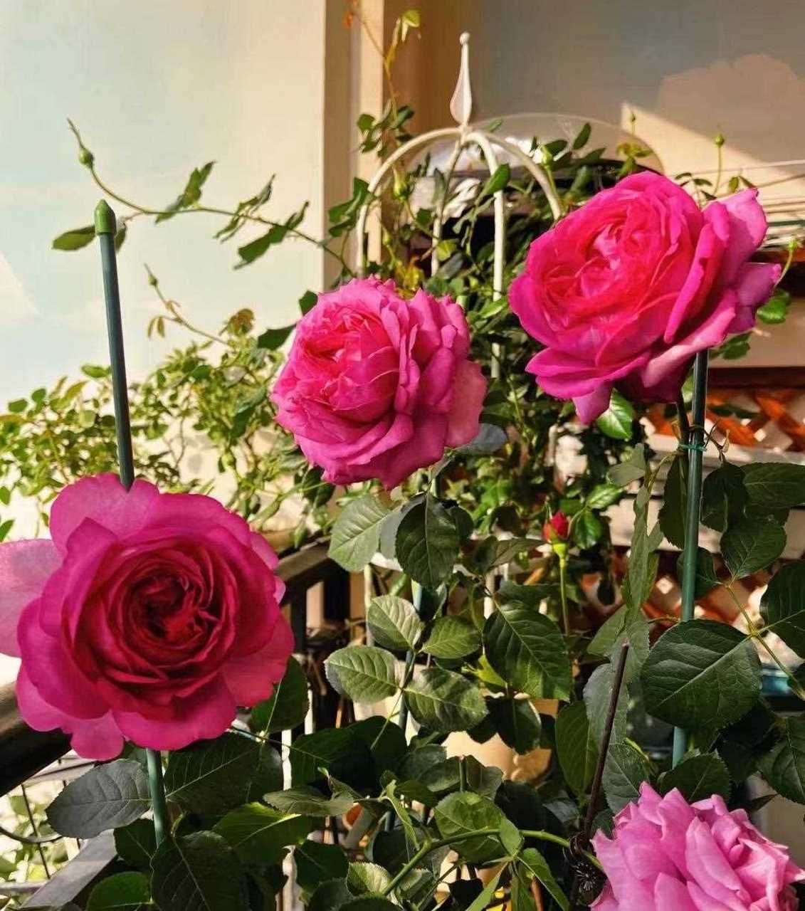 有种月季花名叫"伊芙伯爵",系伊芙系列香水月季的鼻祖,以花大,色美