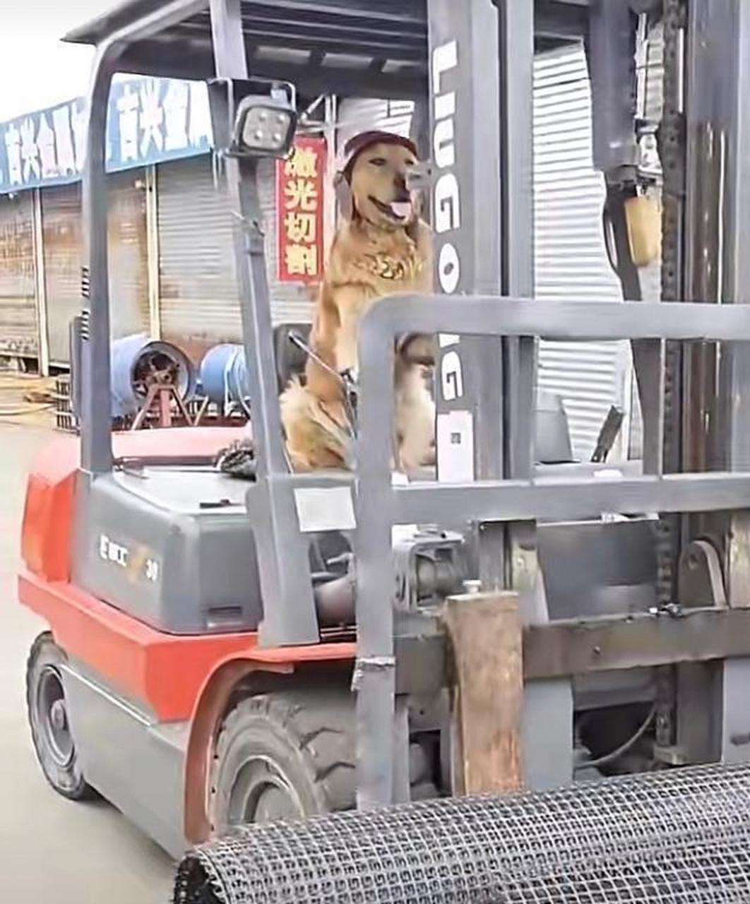 网友:今天新来的叉车师傅,看着技术还可以噢! #搞笑趣味图