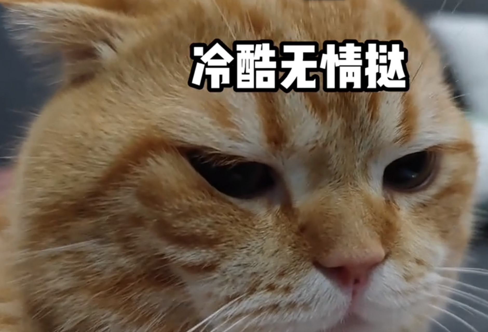 你不会打游戏还不如一只猫吧!