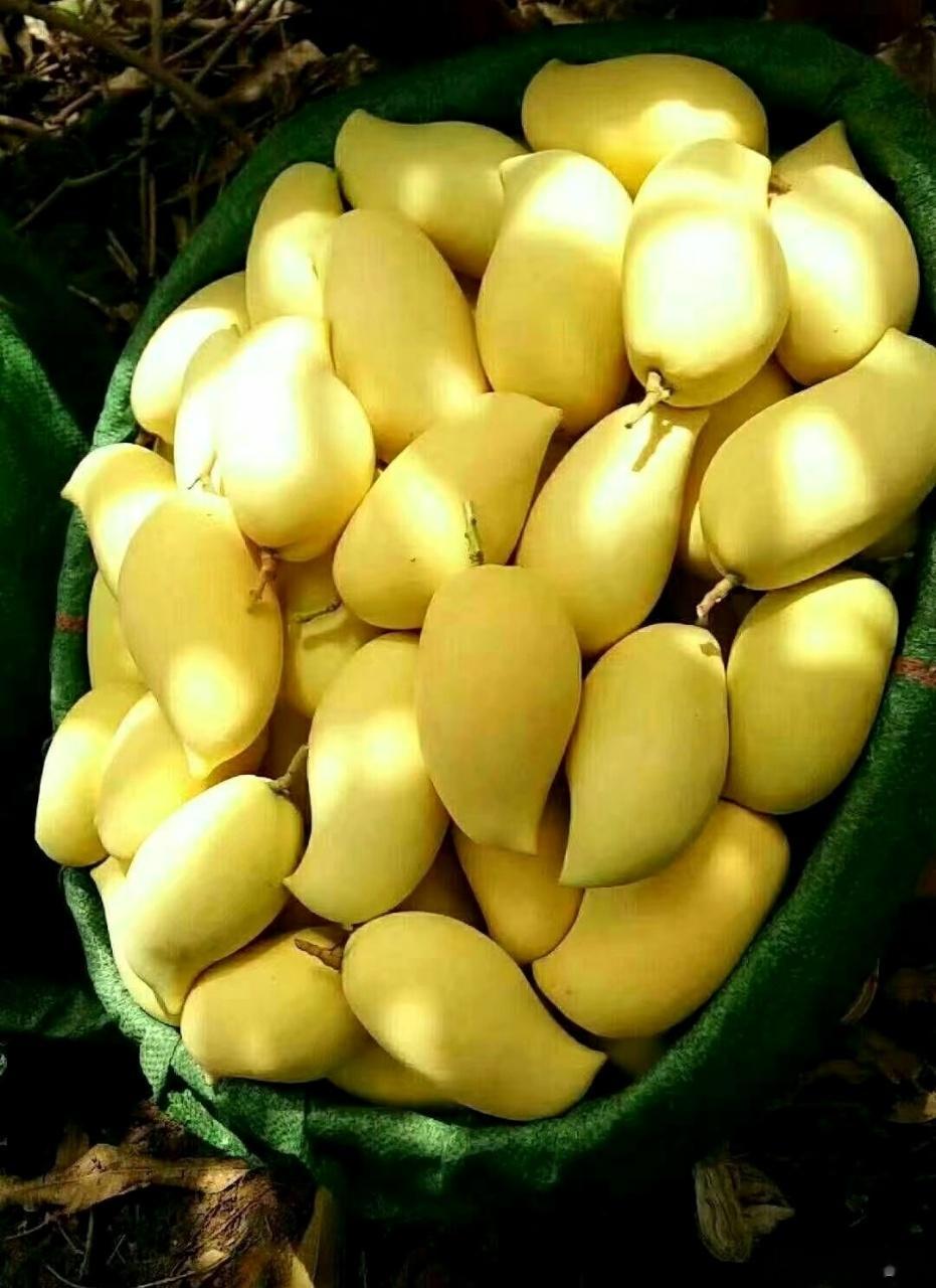 大妈的精选  q弹可口鹰嘴芒,正式上线,抢鲜第一步【品名】元江特产