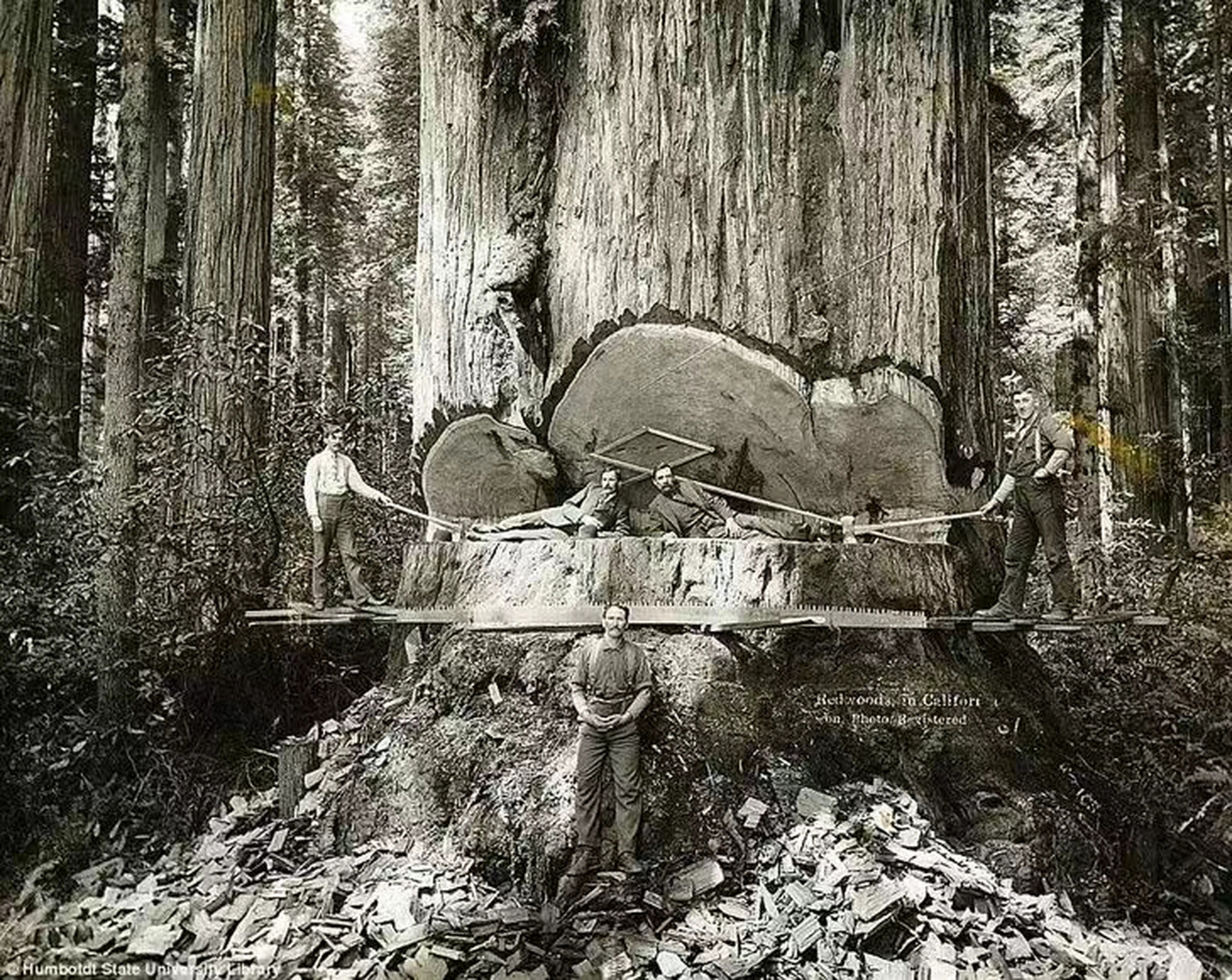 1915年,伐木工在美国加州砍伐红杉树