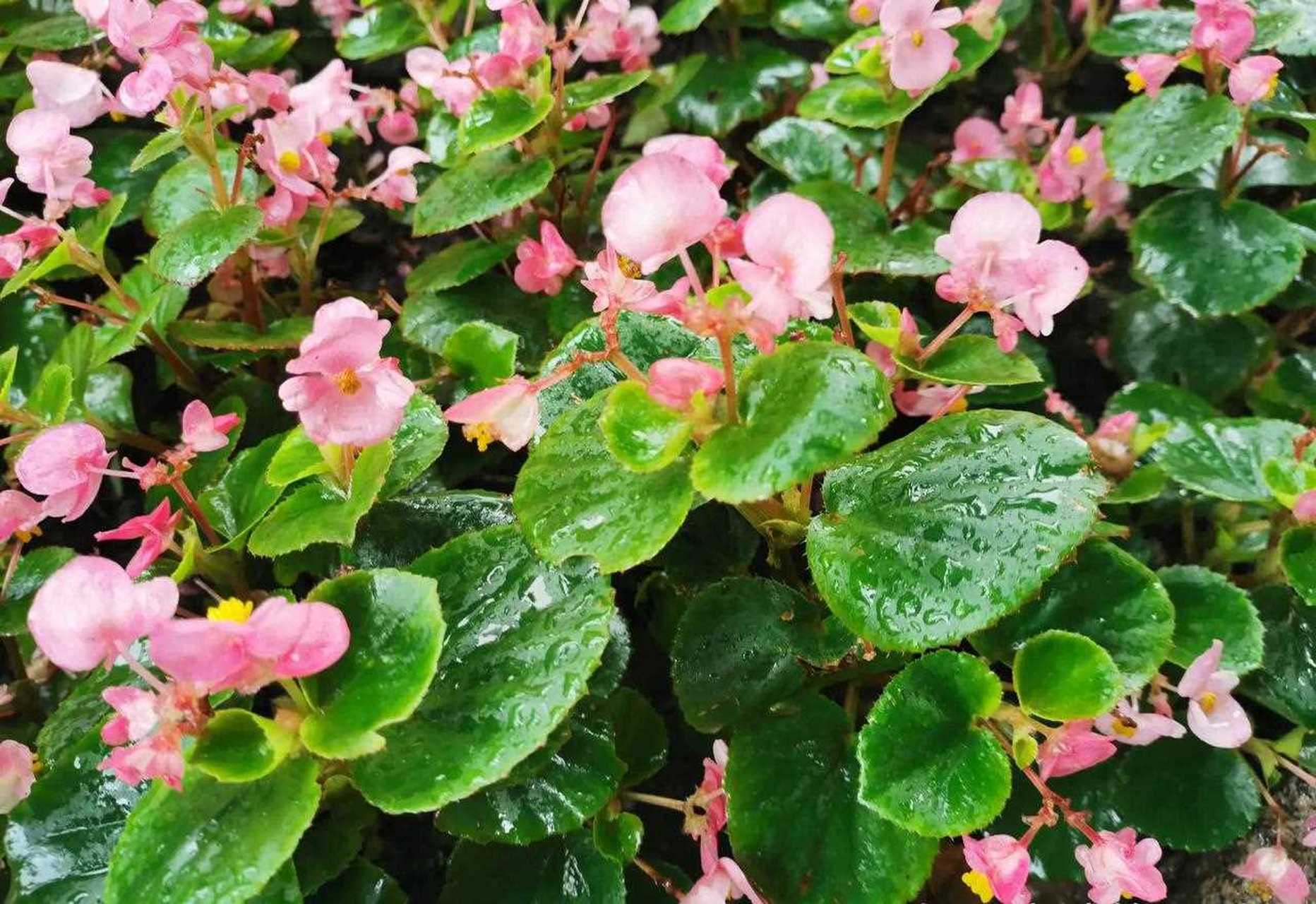 小雨冲刷后的玻璃翠(学名四季海棠)叶子更翠绿,花也愈加鲜艳.