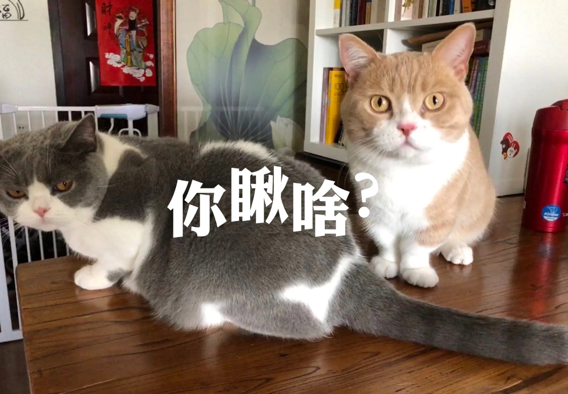 【猫语之你瞅啥系列】[大笑][大笑]在东北说:你瞅啥?答:瞅你咋滴?