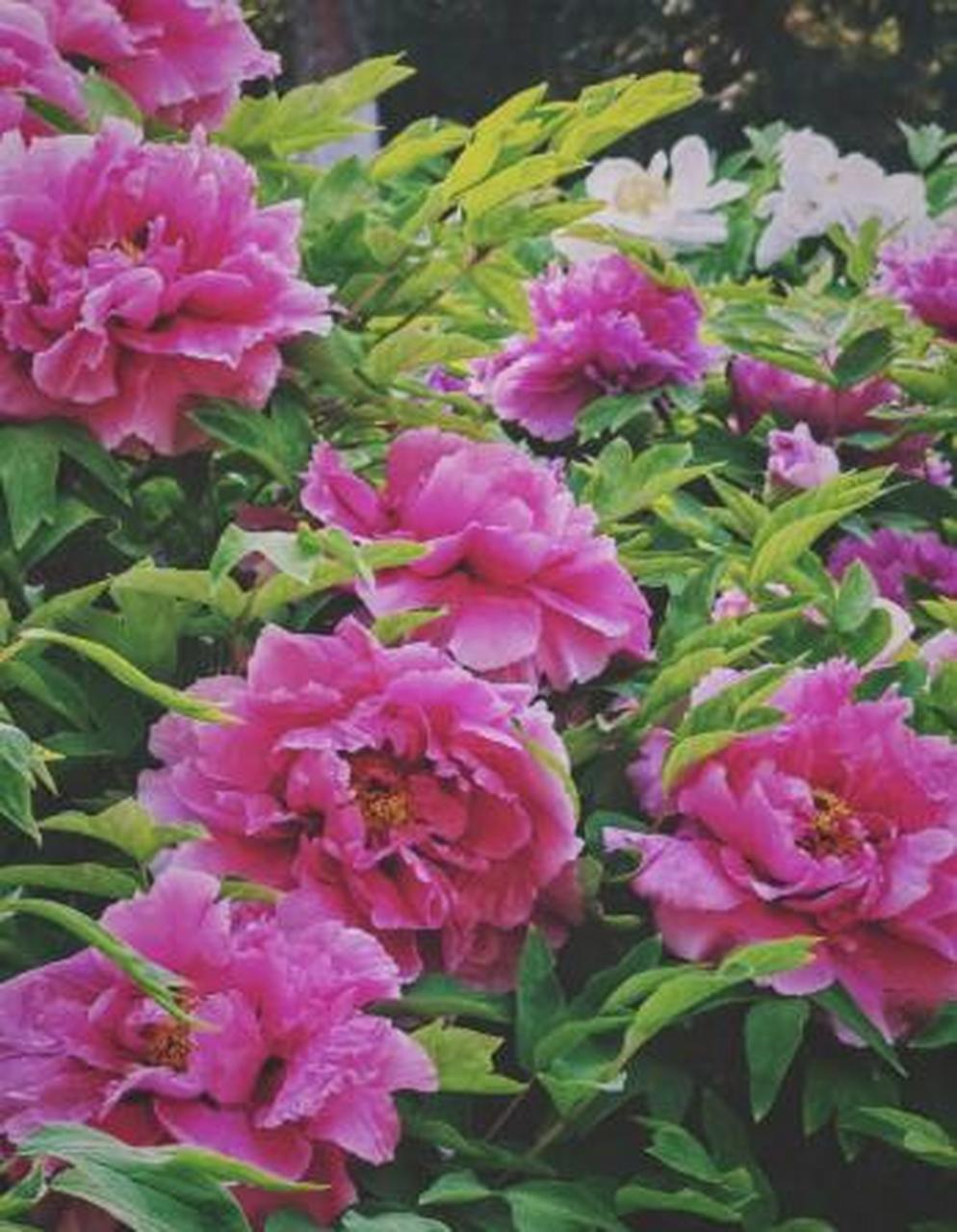 牡丹花主要生长在我国的北方,特别是山东菏泽,河南洛阳以及北京的牡丹