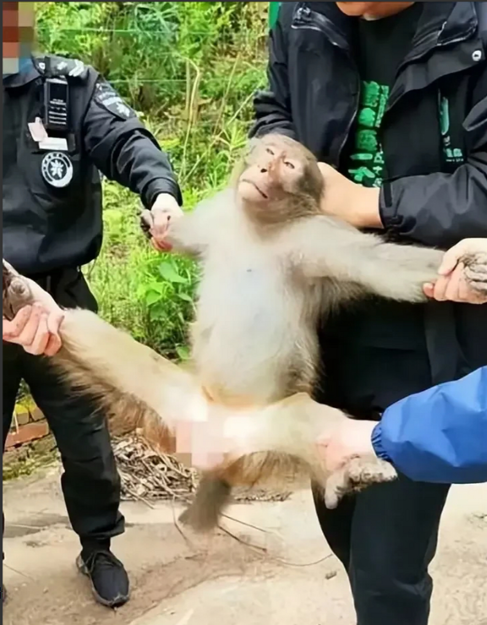 苏门答腊猴子事件图片